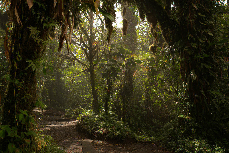 Cloudforest on Cerro Chato