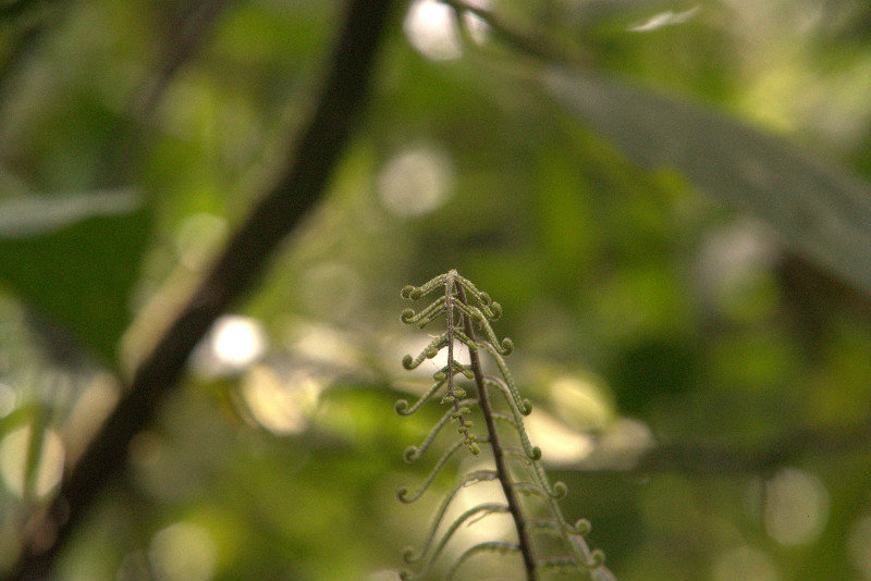 Ferns