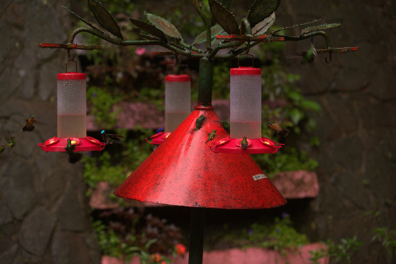 Feeding station with a lot of colibris