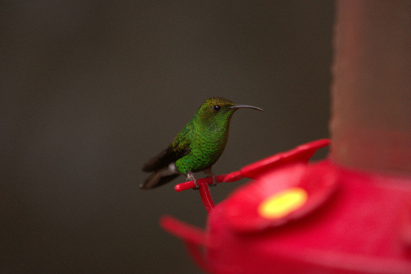 green colibri