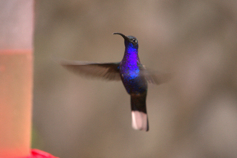 beautiful hummingbird in Costa Rica!