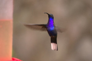beautiful hummingbird