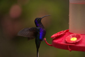 colibri