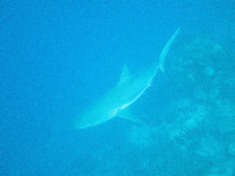 Carribean Reef Shark