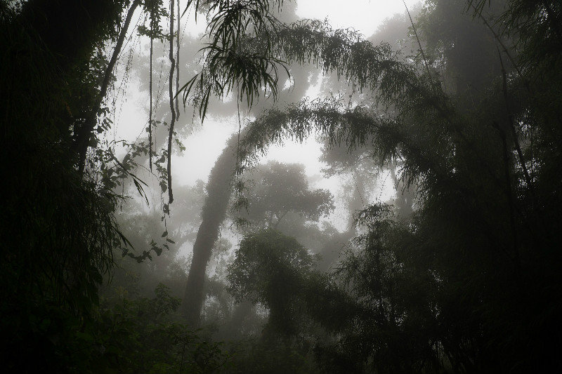 Fairy tale cloud forest in Guatemala