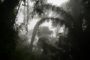 Fairy tale cloud forest on Volcan Acatenango