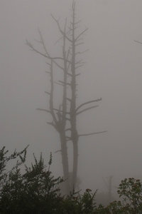 Dead tree in a cloud forest on Volcan Acatenango