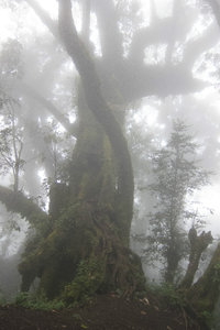 cloud forest, a massive tree in the mist