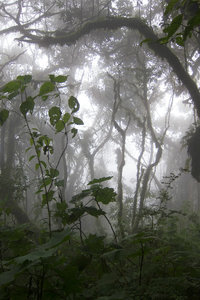 Fairy tale cloud forest on Volcan Acatenango