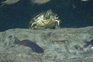 A turtle living in Gran Cenote
