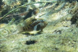 A fish in Casa Cenote