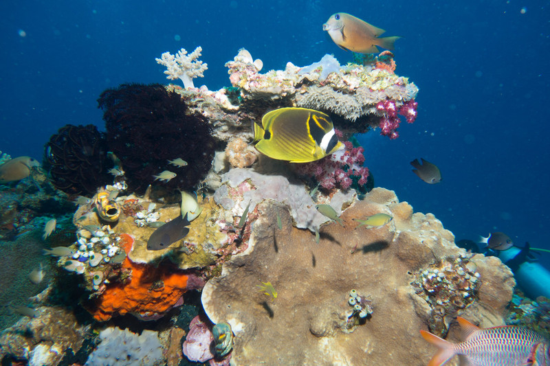 Coral life, Komodo NP