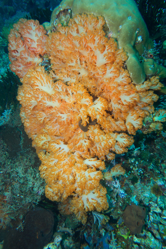 Beautiful soft coral