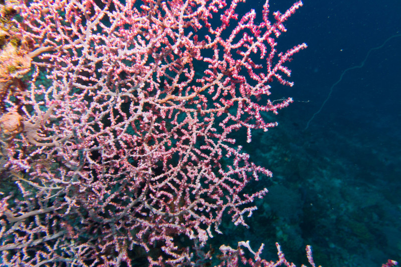 Gorgonia sea fan