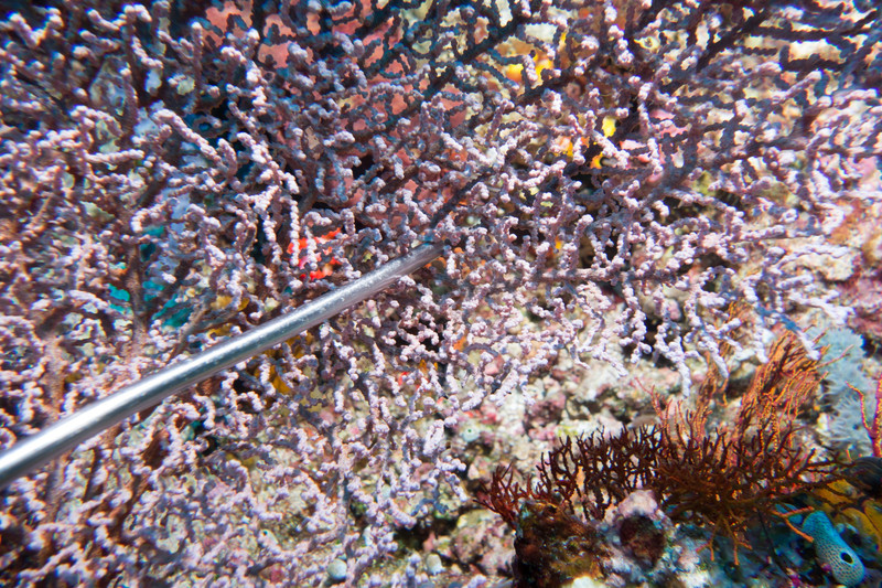 pygmy seahorse on a gorgon seafan