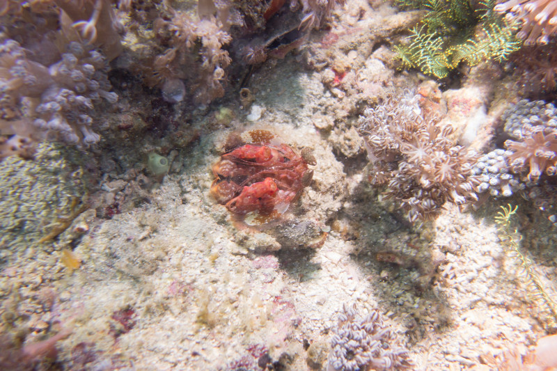 Mantis shrimp in its burrow