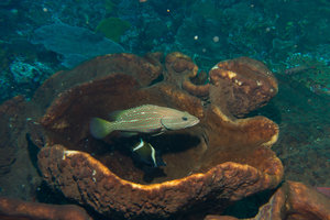 coney grouper