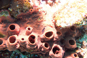 nudibranch on a sponge