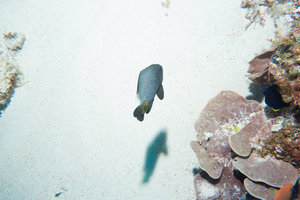 poor chromis with a parasite