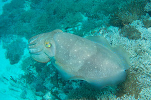 Cuttlefish, stealing the show