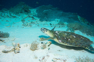 Turtle at Mawan Island