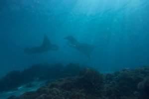 Two Mantas at cleaning station