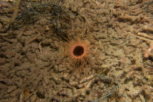 anemone species?