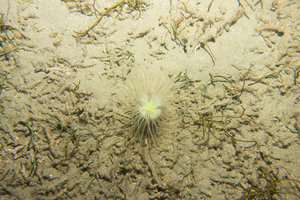 another one of these anemones