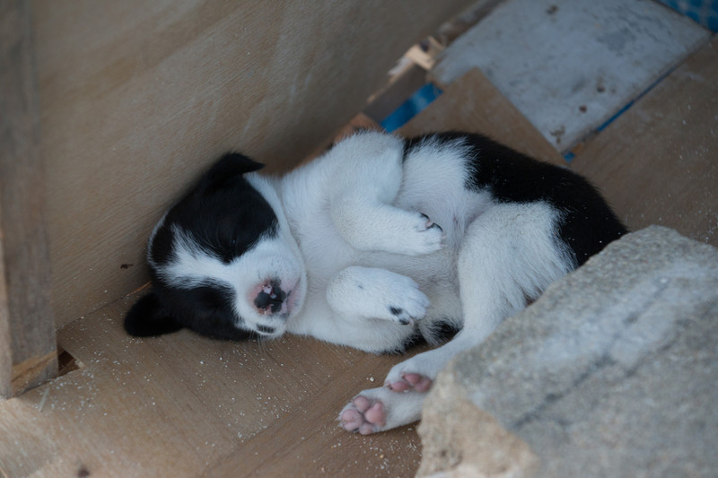 Little puppy in a box