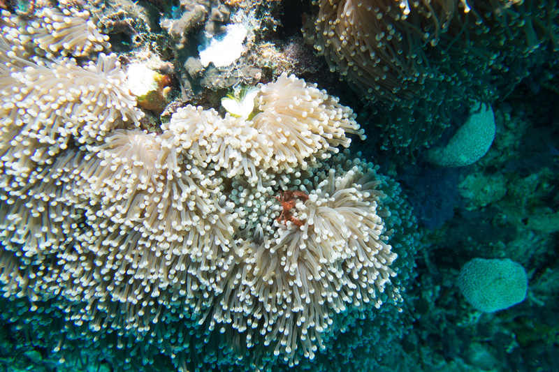 orang-utang crab on a anemone