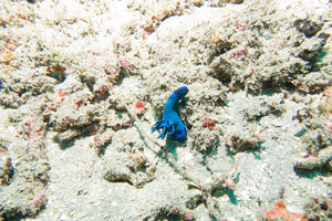 blue nudibranch