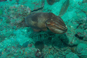 cuttlefish, talking to me