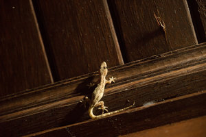 a gecko at my home