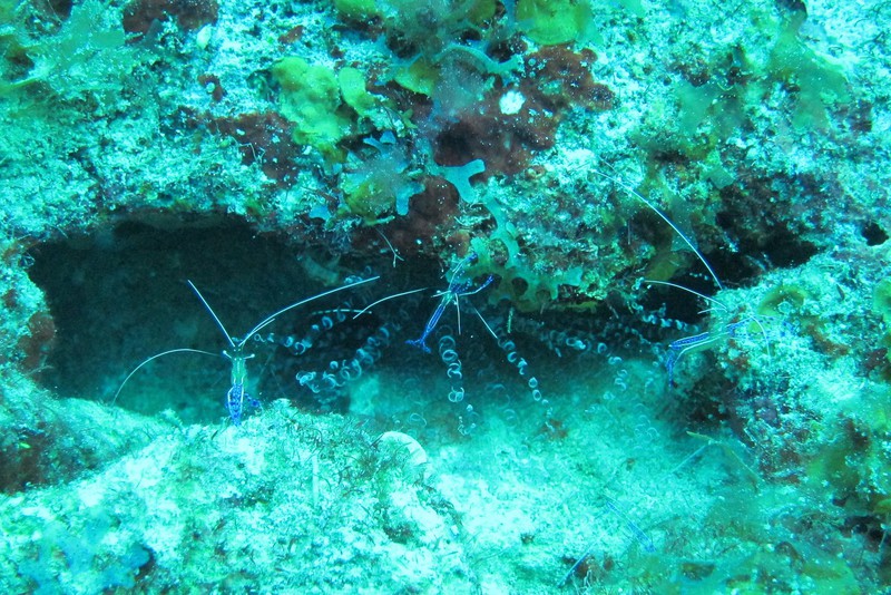 blue shrimps