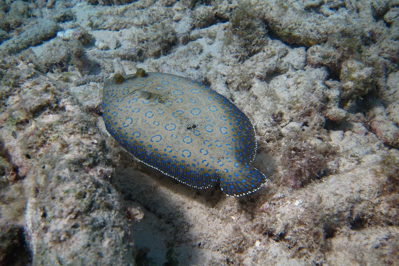 a peacock flounder