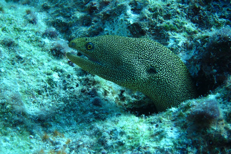 goldentail moray eel