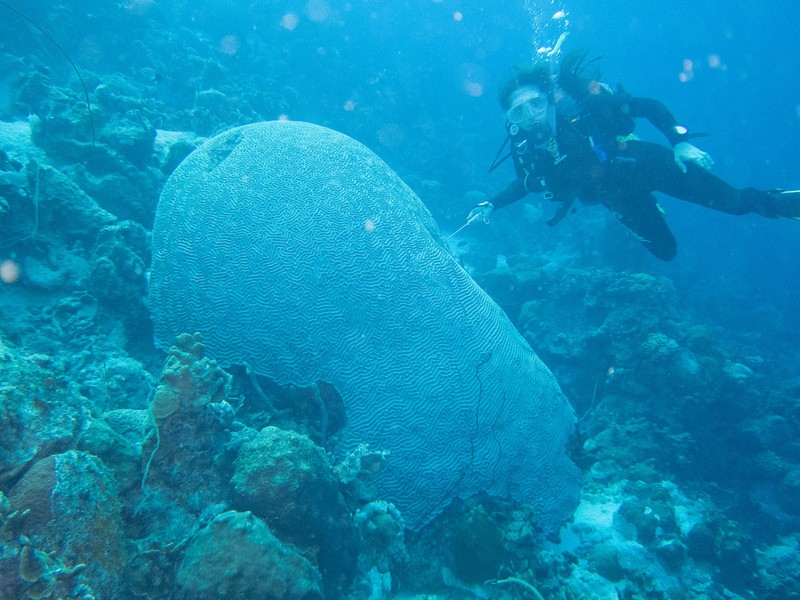 large brain coral