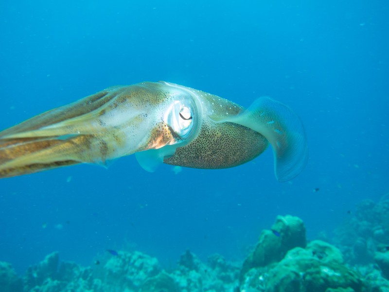 Close-up of a squid 