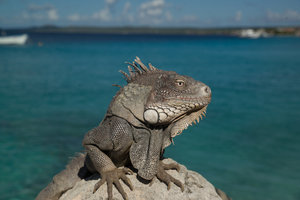great iguana