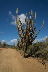 a great cactus in Washington Slagbaai NP
