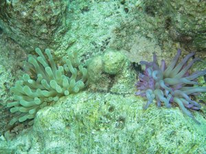 two colours of anemones