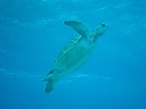 Seaturtle flying to the surface