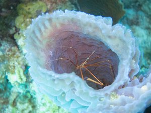 Arrow crab in a sponge