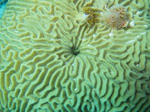 Goby in a brain coral