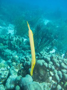 yellow trumpetfish