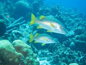 two hogfish