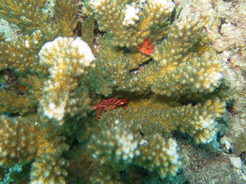 crab hiding in the corals