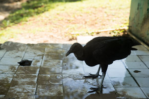 one of the vultures on Isla Coiba