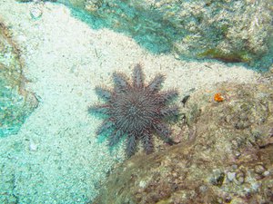 Crown of thornes starfish