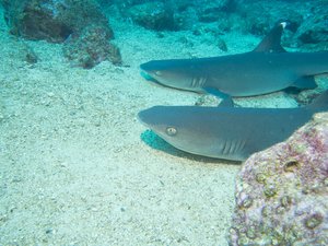 two whitetip reef sharks